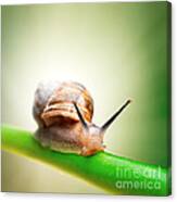 Snail On Green Stem #2 Canvas Print