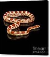 Snake #1 Canvas Print