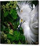 Snowy Egrets #1 Canvas Print