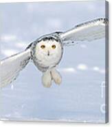 Snowy Owl In Flight #1 Canvas Print