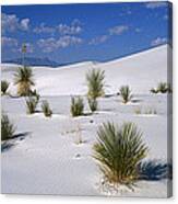 Soaptree Yucca In Gypsum Dunes White #1 Canvas Print