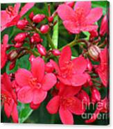 Lovely Spring Flowers Canvas Print