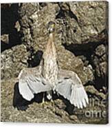 Striated Heron Thermoregulating #1 Canvas Print