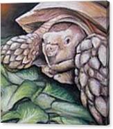 Sulcata Tortoise #1 Canvas Print