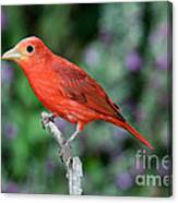 Summer Tanager #1 Canvas Print