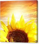 Sun-flower #1 Canvas Print