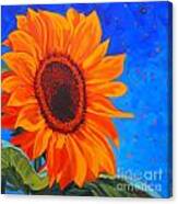 Sunflower Glow #1 Canvas Print