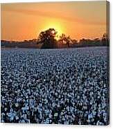 Sunset Over Cotton #1 Canvas Print