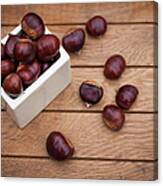 Sweet Chestnuts #1 Canvas Print