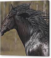 The Black Horse #2 Canvas Print