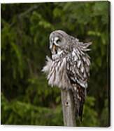 The Great Grey Owl Canvas Print