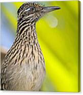 The Roadrunner  #1 Canvas Print