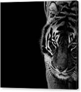 Tiger #2 Canvas Print