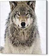 Timber Wolf Portrait #2 Canvas Print