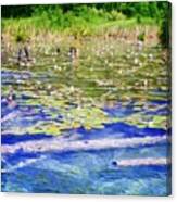 Torch River Water Lilies Canvas Print