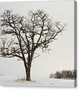 Tree In Winter #1 Canvas Print