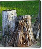 Tree Stump #1 Canvas Print