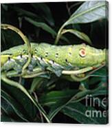 Tropical Hawkmoth Caterpillar #1 Canvas Print