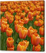 Tulip Flower Garden Japan #1 Canvas Print