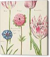 Three Broken Tulips, Cornflower And Anemone Canvas Print