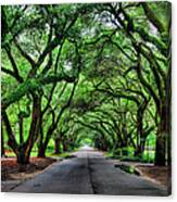 Tunnel Of Oaks Canvas Print