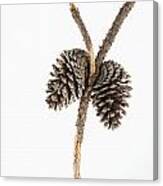 Two Pine Cones One Twig #1 Canvas Print