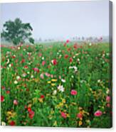 Usa, Kentucky, Union, Field Of Cosmos #1 Canvas Print