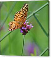 Variegated Fritillary Butterfly In Field #1 Canvas Print
