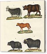 Various Kinds Of Oxen #1 Canvas Print
