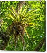 West Indian Tufted Airplants #1 Canvas Print