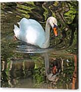 White Swan Ii Canvas Print