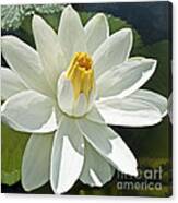 White Water Lily - Nymphaea #1 Canvas Print