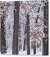 Winter Trees #1 Canvas Print