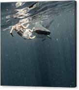 Woman Swimming With Whale Shark #1 Canvas Print