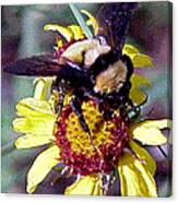 Worker Bee #1 Canvas Print