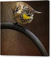 Yellow-rumped-warbler #1 Canvas Print