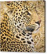 Young Male Leopard Cub #1 Canvas Print