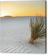 Yucca Plant At White Sands #1 Canvas Print
