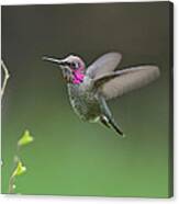 Anna's Hummingbird #10 Canvas Print