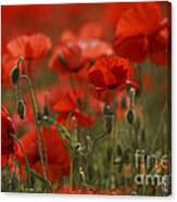 Red Poppy Flowers #10 Canvas Print