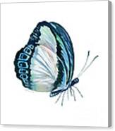 101 Perched Danis Danis Butterfly Canvas Print