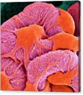 Kidney Glomerulus #11 Canvas Print