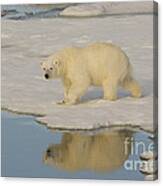 Polar Bear Walking On Ice #11 Canvas Print