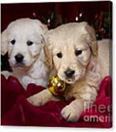 Festive Puppies #12 Canvas Print