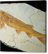 Fish Fossil #12 Canvas Print