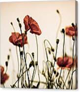 Poppy Meadow #12 Canvas Print