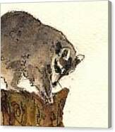 Raccoon #12 Canvas Print