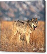 Timber Wolf #12 Canvas Print