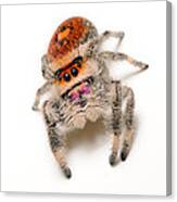 Regal Jumping Spider Canvas Print
