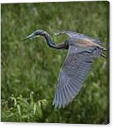 Tricolored Heron #13 Canvas Print